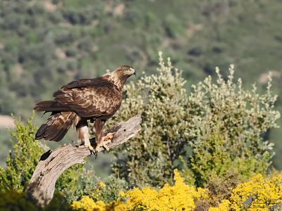 Steenarend / Golden eagle