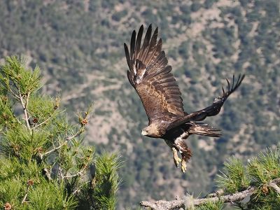 Steenarend / Golden eagle