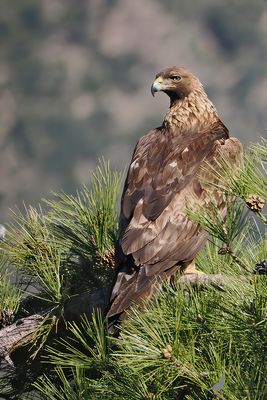 Steenarend / Golden eagle
