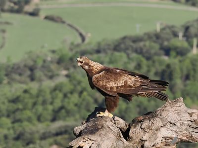 Steenarend / Golden eagle