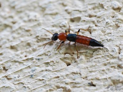 Kortschildkevers / Staphylinidae