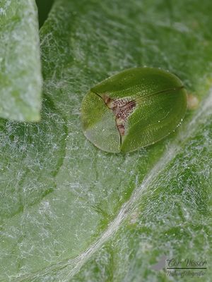Groene distelschildpadtor / Cassida rubiginosa