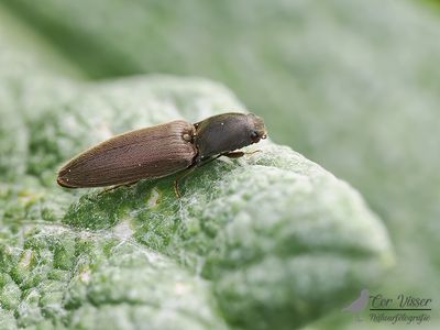 Roodaarskniptor / Athous haemorrhoidalis