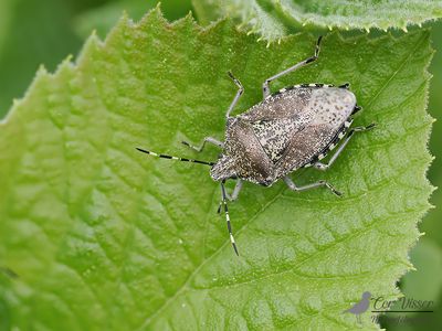 Grauwe schildwants / Rhaphigaster nebulosa