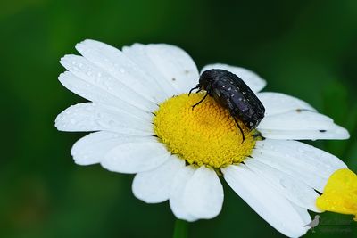 Rouwende goeden tor / Oxythyrea funesta
