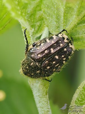 Rouwende goeden tor / Oxythyrea funesta