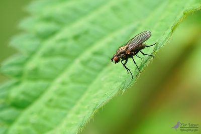 Anthomylidae indet. / Bloemvlieg onbekend