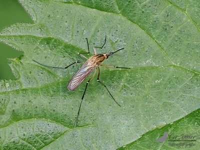 Aedes spec.