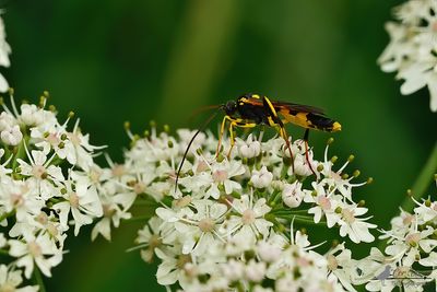 Amblyteles armatorius
