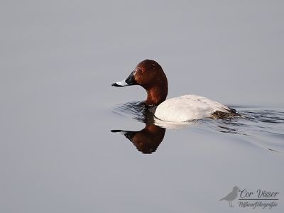 Common Pochard / Tafeleend