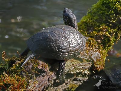 European pond terrapin / Europese moeraschildpad