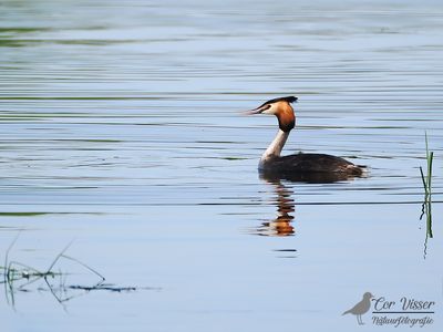Fuut / Great crested grebe