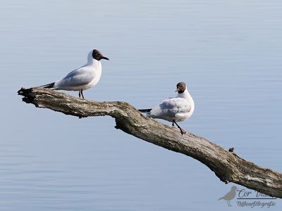 Black-headed Gull / Kokmeeuw