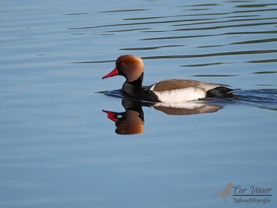 red-crested pochard / Krooneend