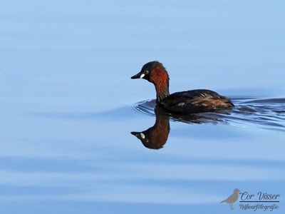 Dodaars / Little grebe