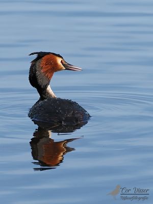 Fuut / Great crested grebe