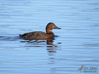 Common Pochard / Tafeleend