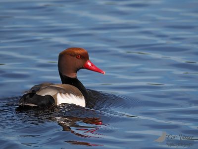 red-crested pochard / Krooneend