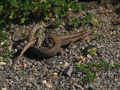 Muurhagedis / Common wall lizard
