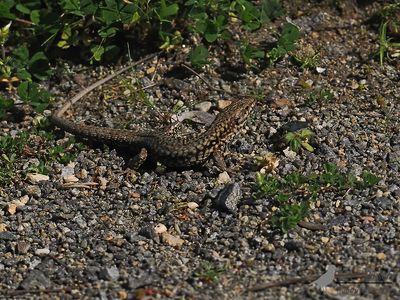 Muurhagedis / Common wall lizard