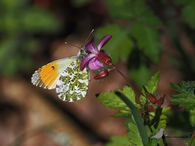 Oranjetipje / Anthocharis cardamines