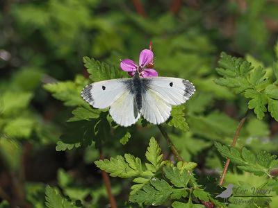Oranjetipje / Anthocharis cardamines