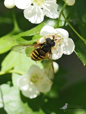 Grote fopwesp / Chrysotoxum cautum