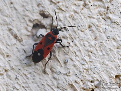 Praalridderwants / Melanocoryphus albomaculatus