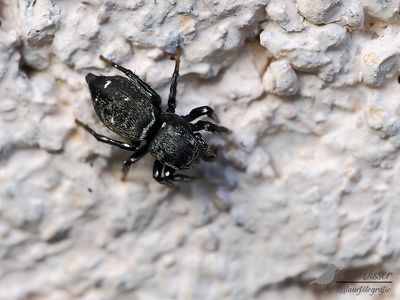 Heliophanus spec.