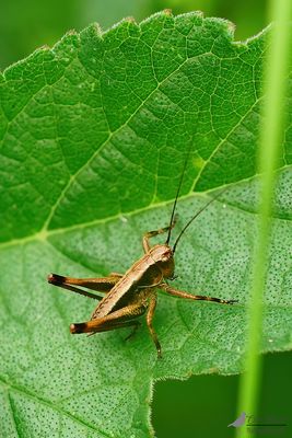 Bramensprinkhaan / Pholidoptera griseoaptera