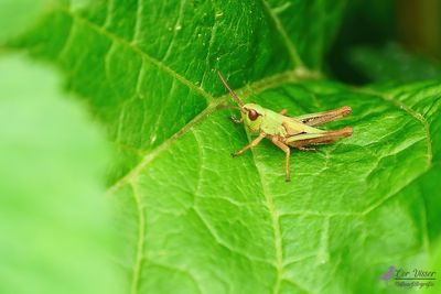 Krasser / Pseudochorthippus parallelus