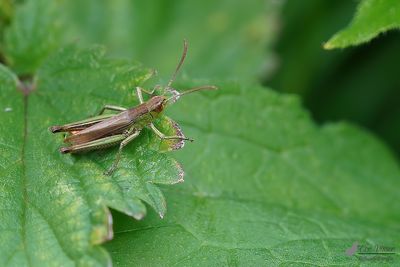 Krasser / Pseudochorthippus parallelus