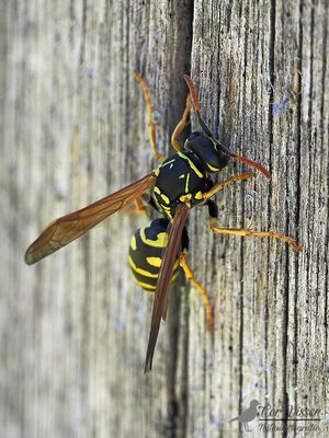 Franse veldwesp / Polistes dominula