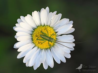 Grote groene sabelsprinkhaan / Tettigonia viridissima