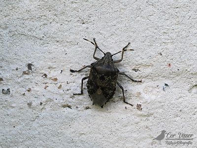 Grauwe schildwants / Rhaphigaster nebulosa