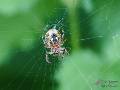 Rietkruisspin / Larinioides cornulus