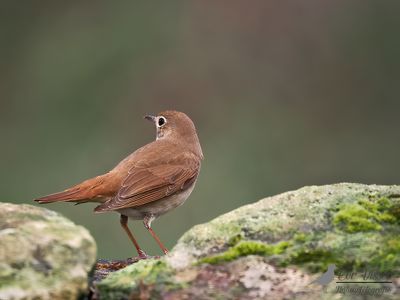 Nachtegaal / Common nightingale