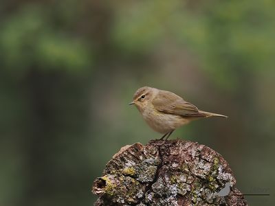 Tjiftjaf / Common chiffchaff
