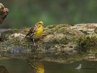 Europese kanarie / Serinus serinus