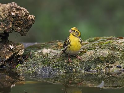 Europese kanarie / Serinus serinus