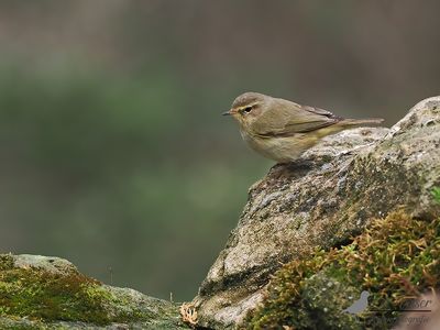 Tjiftjaf / Common chiffchaff