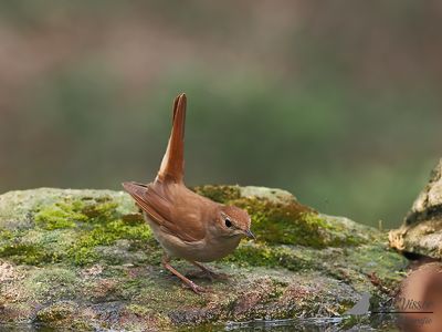 Nachtegaal / Common nightingale