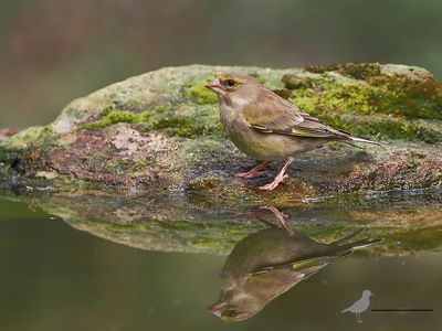 Groenling / Greenfinch
