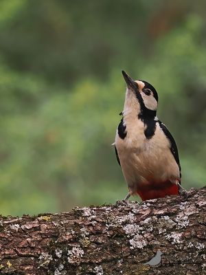 Grote Bonte Specht / Great Spotted Woodpecker