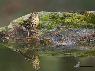 Sijs / Siskin