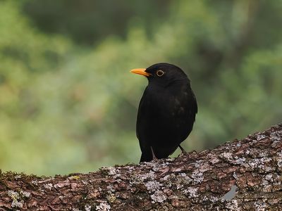 Merel / Common blackbird