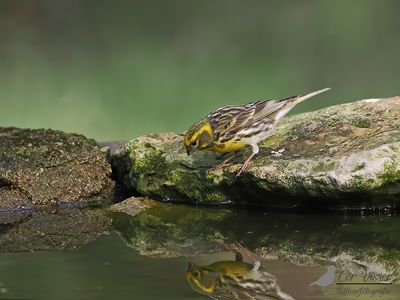 Europese kanarie / Serinus serinus