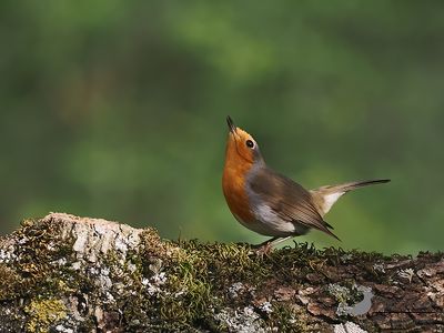 Roodborst / European Robin