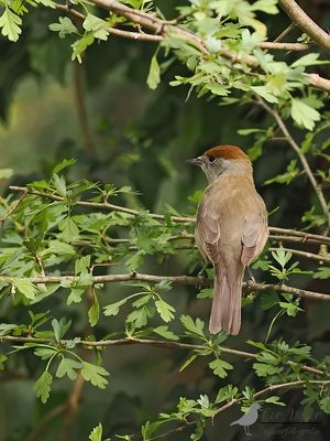 Zwartkop / Blackcap