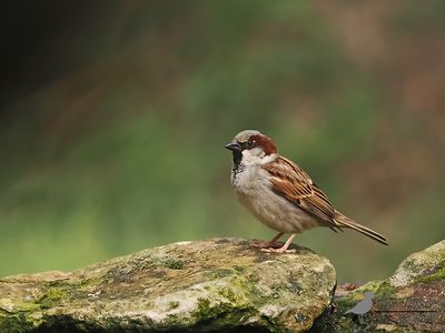 Huismus / House sparrow